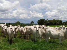 Stuletnia farma bydła na sprzedaż: 101 600 hektarów i 11 000 sztuk bydła