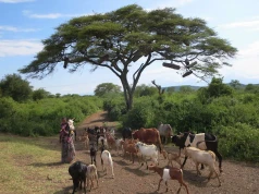 Etiopia posadzi 50 miliardów drzew. Trwa wielka akcja zalesiania