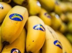 Kryzys na plantacjach bananów: Kanaryjscy rolnicy liczą straty