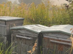 Pszczelarstwo to nie sielanka. Jesienią trwa walka o przetrwanie pasieki