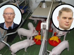 1000 zł do lochy zatrzyma likwidację stad? Rolnicy oceniają nowe dopłaty