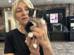 Kocia wystawa w Koninie. Ponad 30 kotów czeka na nowe domy