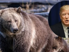 Przyrodnicy ostrzegają: Przepisy Trumpa to wytrych. Można zabijać wszystko