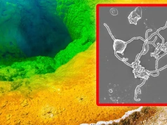 Wyhodowali mikroby sprzed 2 mld lat. Odkryli tajemnicę ewolucji