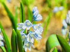 Posadź jesienią zamiast krokusów. Kwitnie, gdy jeszcze leży śnieg