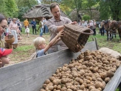 Motyki, końska kopaczka i kartofle z ogniska. Tak wyglądały wykopki blisko 100 lat temu