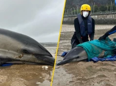 Delfiny utknęły u wybrzeży Walii. Na pomoc ruszyli ratownicy