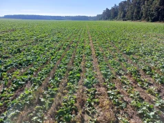 Ropa tanieje, oleiste lecą w dół. Rzepak pod silną presją