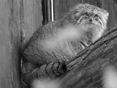 Smutna informacja z warszawskiego zoo. Nie żyje uwielbiana kotka