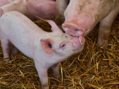 Świń przybyło, a ceny runęły. Import do Polski mocno rośnie