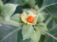 Ashwagandha – czy popularny suplement na stres to substancja podejrzana?