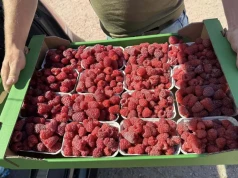 Malin jest mało, a ceny trzymają poziom. Sprawdziliśmy rynki i skupy