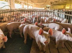 Ceny tuczników szorują po dnie. Najniższe stawki od lat i problemy ze sprzedażą