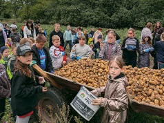 Święto pieczonego ziemniaka w gminie Kamień