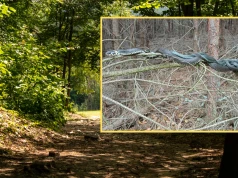 Leśnicy uchwycili rzadki widok. Zaskrońce stworzyły "kłębek miłosny"