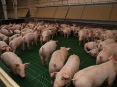 Ceny świń jeszcze spadną? Analitycy wskazują, kiedy będzie najgorzej