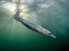 Oto najlepsze zdjęcia ptaków! Rozstrzygnięto konkurs Bird Photographer of the Year 2026. Trzech Polaków wśród nagrodzonych
