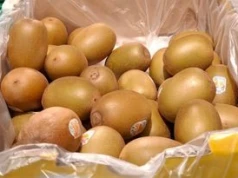 Kupiłam w Kauflandzie za mniej niż 4 zł. Jest słodsze i delikatniejsze niż kiwi zielone
