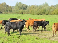 Ceny bydła wreszcie drgnęły. Ubojnie podnoszą stawki nawet o 1 zł/kg