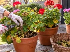 Zrób to z pelargoniami przed pierwszym mrozem. Wiosną będą nie do poznania