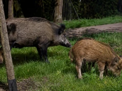 Przełom w sprawie dzików w Warszawie. Radni przyjęli uchwałę