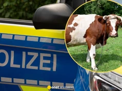 W Niemczech zaginęły 244 sztuki bydła. Trop prowadzi do Polski