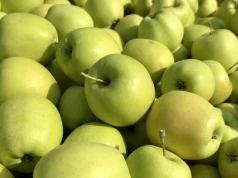 Golden Delicious w sadach. Zbiory już trwają – sadownicy wyznaczają termin zbioru na przechowalnictwo