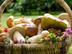 Już pojawił się w polskich lasach. Za kilogram tego grzyba płacą ponad 8 tys. zł