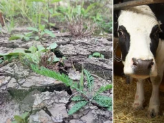 Straty są w polu, a liczy się też obora. Rolnicy pytają, co z pomocą