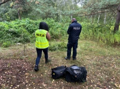 Marihuana miała trafić do uczniów podstawówek. Policja zabezpieczyła 35 krzaków konopi