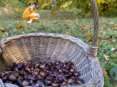 Zbierasz kasztany? Skupy już ruszyły. Tyle płacą w tym roku za kilogram