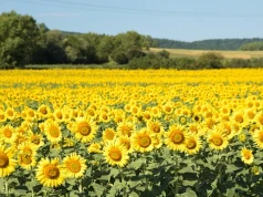 Rolnicy mogą zarobić więcej na tym samym polu. Pomóc mają uprawy międzyplonowe