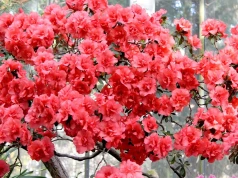 Rododendrony mogą cierpieć zimą z braku wody. Tak podlewaj je podczas odwilży