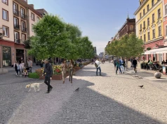 Nowa zieleń na Świdnickiej. Ponad 1,5 miliona złotych na drzewa i krzewy