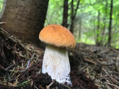Grzyby i drzewa w lesie. Jakie gatunki rosną często obok siebie?