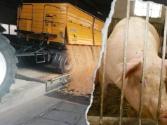 Pszenica może odreagować po spadkach. Kukurydza i nawozy dają rolnikom powody do obaw