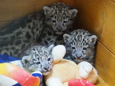 Trzy kudłate cuda w Warszawskim ZOO. Na świat przyszły małe irbisy śnieżne (wideo)