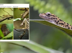 W naturze żyją tylko na jednej wyspie. Niezwykłe narodziny w zoo w Płocku
