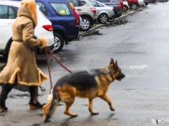 Nie ma pasów, a kierowca i tak musi przepuścić pieszego. Mandat zwala z nóg