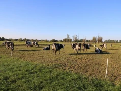 Kiedy ostatni raz skosić łąkę przed zimą? Ten termin może zdecydować o wiosennym odroście