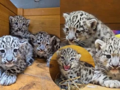 W warszawskim zoo urodziły się 3 irbisy śnieżne i wyglądają jak chmurki z waty cukrowej
