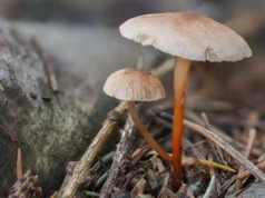 Niepozorny, wątły grzybek. Wytrawni grzybiarze wiedzą, jak jest pyszny i aromatyczny