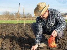 Namocz dymkę w specjalnym roztworze. Główki będą zdrowe, a plon obfity