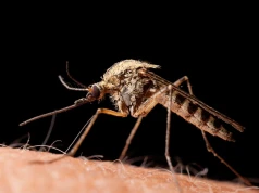 Malaria może wrócić i po 30 latach. Naukowcy odkryli słaby punkt pasożyta