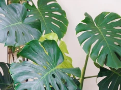 Duże i błyszczące liście. Jesienią monstera potrzebuje innej opieki