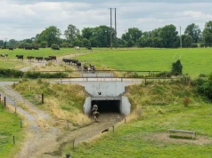 Tunel dla 500 krów pod ruchliwą drogą. Budowa kosztowała prawie 650 tys. zł