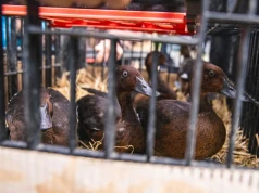 Wrocławskie zoo ratuje rzadkie kaczki. Do natury trafiły kolejne podgorzałki