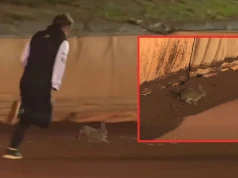 Nietypowy powód przerwania meczu. Na torze pojawił się... królik