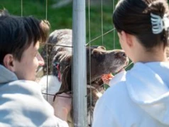 Lublin: Jedno spojrzenie i trudno przejść obojętnie. Zwierzęta w lubelskim schronisku czekają na adopcję. Czy znalazły dom podczas Dnia Otwartego?