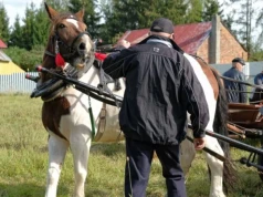 Koń wbiegł w tłum podczas święta hodowców. Są poszkodowani